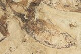 Fossil Fish (Gosiutichthys) Mortality Plate - Lake Gosiute #87810-1